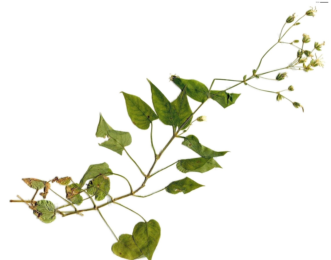 Stellaria nemorum subsp. montana (Caryophyllaceae)